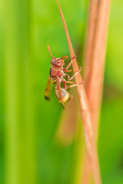 Hymenoptera Kuru Yapraklı Hymenoptera Arı Böceği Olarak Sınıflandırılır Çünkü Hymenoptera — Stok fotoğraf