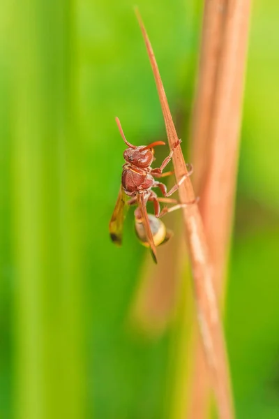 Hymenoptera Suchych Liściach Hymenoptera Jest Klasyfikowana Jako Owad Pszczeli Żądło — Zdjęcie stockowe
