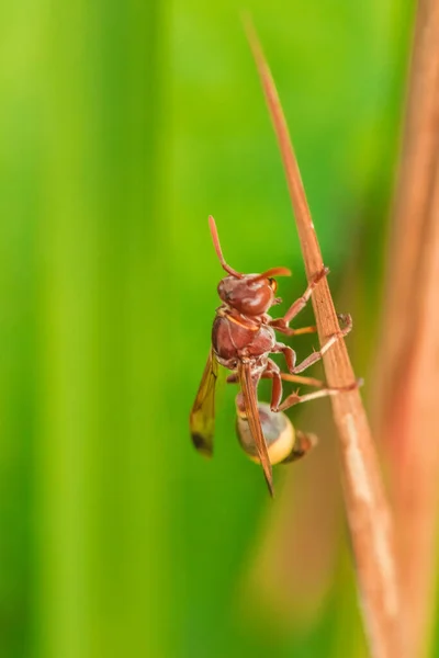 Hymenoptera Droge Bladeren Hymenoptera Geclassificeerd Als Een Bijeninsect Omdat Angel — Stockfoto