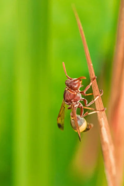 Hymenoptera Suchych Liściach Hymenoptera Jest Klasyfikowana Jako Owad Pszczeli Żądło — Zdjęcie stockowe