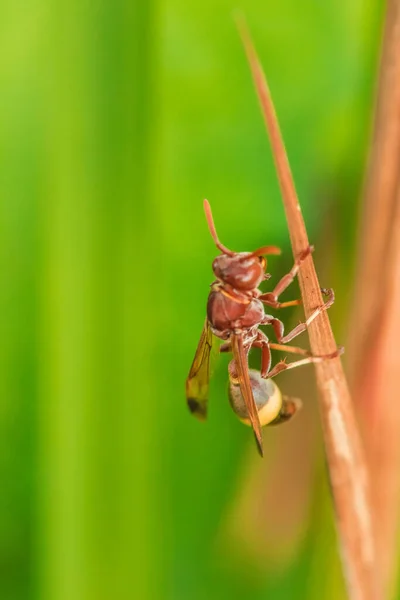 Hymenoptera Suchych Liściach Hymenoptera Jest Klasyfikowana Jako Owad Pszczeli Żądło — Zdjęcie stockowe