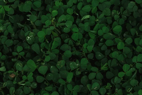 Fondo Hoja Verde Cubre Cubierta Del Suelo Fondo Pantalla Hoja —  Fotos de Stock