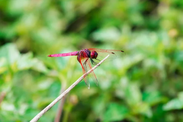 Rote Libelle Auf Trockenem Ast Rote Großaugenlibelle Auf Blatt Rote — Stockfoto