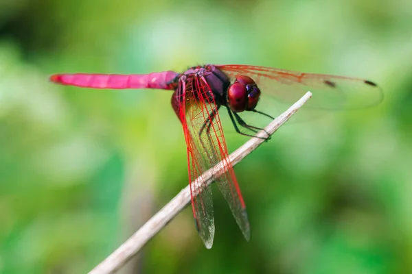 Libélula Vermelha Ramo Seco Libélula Olhos Grandes Vermelha Folha Macro — Fotografia de Stock