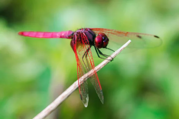 Libélula Roja Rama Seca Libélula Roja Ojos Grandes Hoja Libélula —  Fotos de Stock