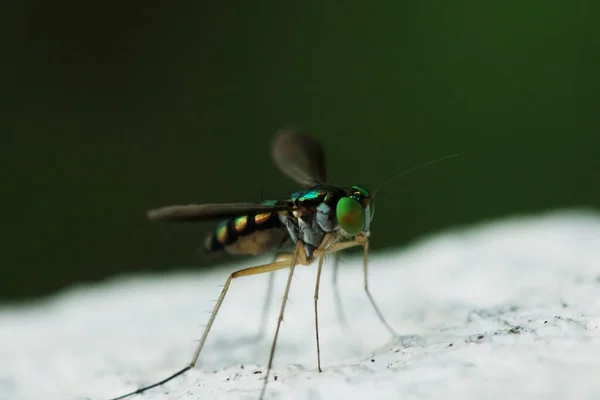 Dolichopodidae White Background Dolichopodidae Small Fly Body Has Metallic Color — Stock Photo, Image