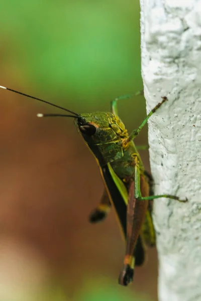 Ceracris Kiangsu Auf Blättern Ceracris Kiangsu Zugrunde Liegende Feindseligkeit Gegenüber — Stockfoto