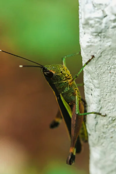 Ceracris Kiangsu Auf Blättern Ceracris Kiangsu Zugrunde Liegende Feindseligkeit Gegenüber — Stockfoto