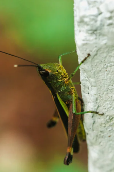 Ceracris Kiangsu Auf Blättern Ceracris Kiangsu Zugrunde Liegende Feindseligkeit Gegenüber — Stockfoto