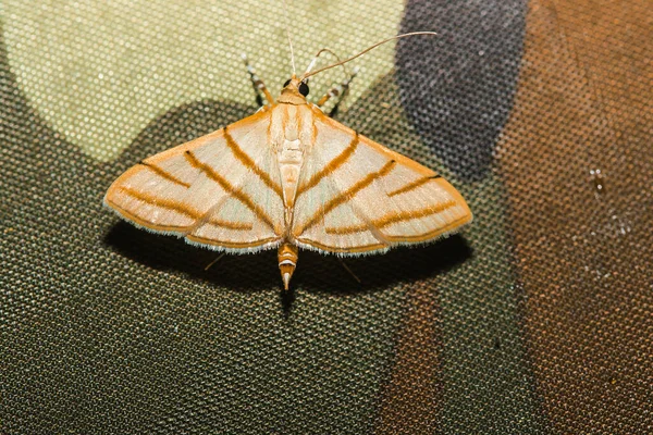 Moths Nature Med Färgglada Mönster Moths Canvas Kom För Att — Stockfoto