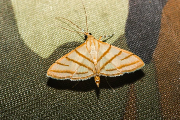 Moths Nature Πολύχρωμα Σχέδια Moths Canvas Ελάτε Παίξετε Φώτα Της — Φωτογραφία Αρχείου