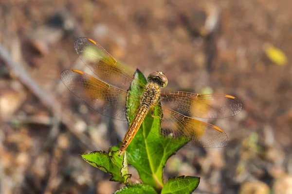 Libélula Amarela Folha Libélula Amarela Olho Grande Libélula Olho Macro — Fotografia de Stock