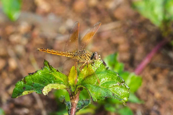 Libélula Amarela Folha Libélula Amarela Olho Grande Libélula Olho Macro — Fotografia de Stock