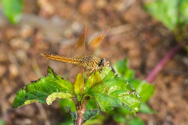 Libélula Amarela Folha Libélula Amarela Olho Grande Libélula Olho Macro — Fotografia de Stock