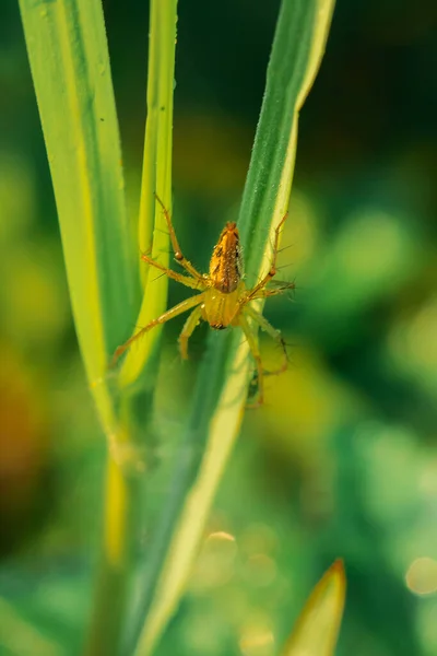 Yaprak Üstünde Zıplayan Örümcek Salticidae Familyasından Bir Örümcek Türü Kurbanları — Stok fotoğraf