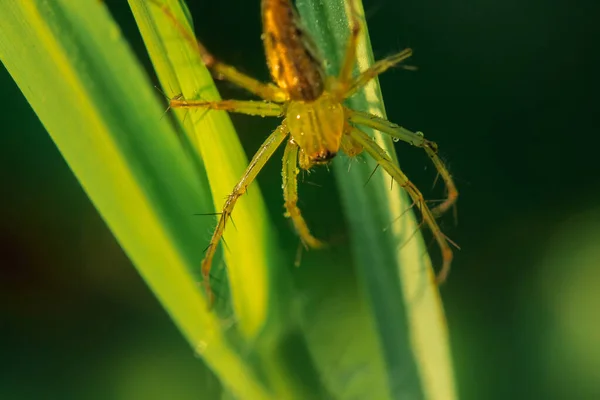 Jumping spider on leaf Jumping spider is a group of spiders in the Salticidae family. Do not use methods of manipulating victims. Using methods of attacking and arresting Jump in to catch This one is waiting by the branch.