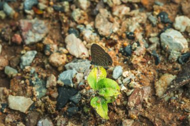 Yeşillikte Anthene emolus, açık alanlarda ve çayırlarda bulunur, çoğunlukla yere yapışır..