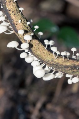 Kütük üzerinde açan beyaz bir mantar tropikal iklimde doğal olarak meydana gelir. Büyümeye çok yardımcı olacaktır.