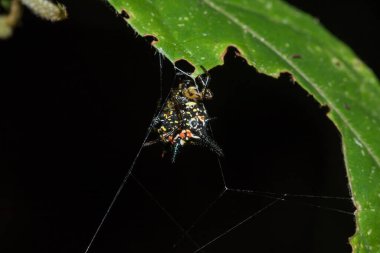 Dikenli Orb Weaver doğal ormandaki bir ağda. Zıplayan bir örümcek türü dünyanın her yerinde bulunabilir ve insanlar için tehlike yoktur.