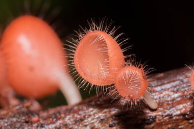 Mantar Kupası ölü bir kütük ya da ağaçla beslenir. Ascomycota (phylum Ascomycota) koni şeklinde bir mantar türüdür. Pembe, turuncu ya da kırmızı