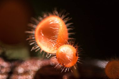 Mantar Kupası ölü bir kütük ya da ağaçla beslenir. Ascomycota (phylum Ascomycota) koni şeklinde bir mantar türüdür. Pembe, turuncu ya da kırmızı