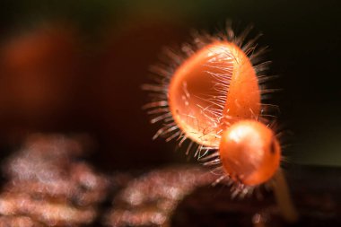 Mantar Kupası ölü bir kütük ya da ağaçla beslenir. Ascomycota (phylum Ascomycota) koni şeklinde bir mantar türüdür. Pembe, turuncu ya da kırmızı