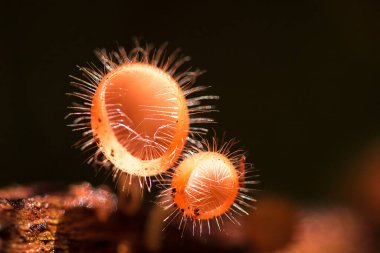 Mantar Kupası ölü bir kütük ya da ağaçla beslenir. Ascomycota (phylum Ascomycota) koni şeklinde bir mantar türüdür. Pembe, turuncu ya da kırmızı