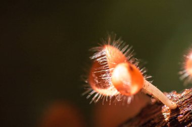 Mantar Kupası ölü bir kütük ya da ağaçla beslenir. Ascomycota (phylum Ascomycota) koni şeklinde bir mantar türüdür. Pembe, turuncu ya da kırmızı