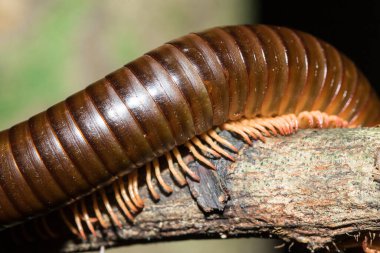 Kırkayak bacakları dallarda. Kırkayakların her birinin iki bacağı vardır..