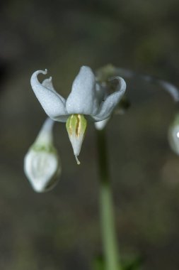 Ormandaki kayalık vadilerdeki küçük beyaz çiçekler ormandaki küçük beyaz çiçekler ormandaki küçük beyaz çiçekler...