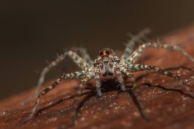 Lycosidae, Lycosidae, Lycosidae familyasından bir örümcek türü..