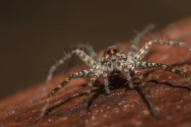 Lycosidae, Lycosidae, Lycosidae familyasından bir örümcek türü..