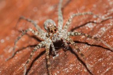 Lycosidae, Lycosidae, Lycosidae familyasından bir örümcek türü..