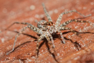 Lycosidae, Lycosidae, Lycosidae familyasından bir örümcek türü..