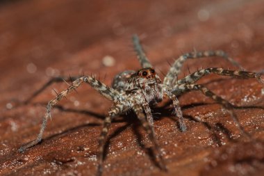 Lycosidae, Lycosidae, Lycosidae familyasından bir örümcek türü..