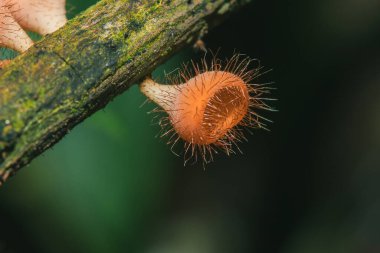 Kurumuş kütüklerdeki Cookeina sulcipes ascomycota (phylum Ascomycota), konik şapkalı bir mantardır. Sık sık ölü kütükler veya dallarda yetişir..
