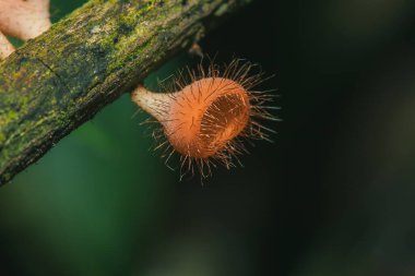 Kurumuş kütüklerdeki Cookeina sulcipes ascomycota (phylum Ascomycota), konik şapkalı bir mantardır. Sık sık ölü kütükler veya dallarda yetişir..