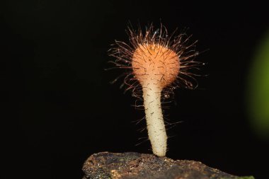 Kurumuş kütüklerdeki Cookeina sulcipes ascomycota (phylum Ascomycota), konik şapkalı bir mantardır. Sık sık ölü kütükler veya dallarda yetişir..