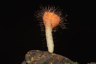 Kurumuş kütüklerdeki Cookeina sulcipes ascomycota (phylum Ascomycota), konik şapkalı bir mantardır. Sık sık ölü kütükler veya dallarda yetişir..