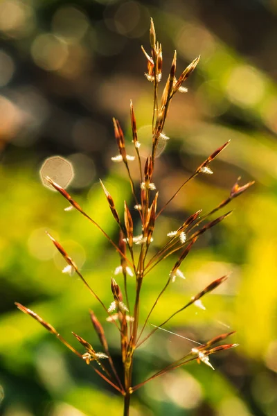 Füves Pollen Természetben Szétoszlik — Stock Fotó