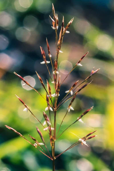 Füves Pollen Természetben Szétoszlik — Stock Fotó