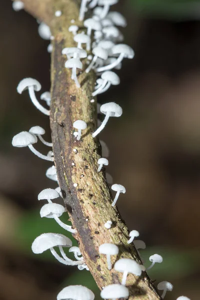 통나무 위에서 피우는 버섯은 자연적으로 성장에 도움이 것이다 — 스톡 사진