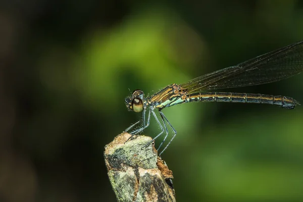 Neurobasis Chinensis Blad Stream Glory Blad Oriental Greenwing Blad Kinesisk — Stockfoto