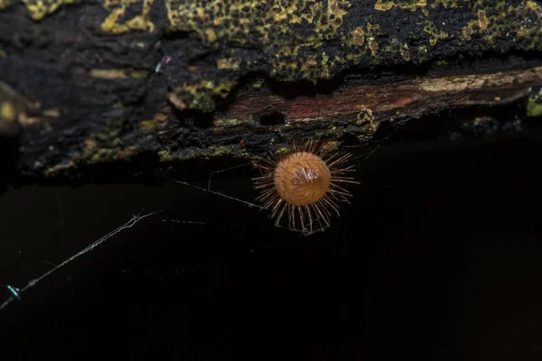 Fungi Cup Thrives Dead Log Tree Phylum Ascomycota Phylum Ascomycota — Stock Photo, Image