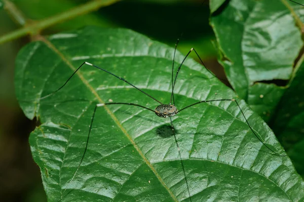 黑色长腿蜘蛛 Kosynozhka 生活在自然界的树叶上 分布在世界各地的物种有六千多个 — 图库照片