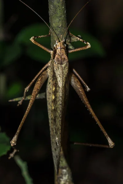 메뚜기 커다란 메뚜기 조화를 이루는 — 스톡 사진