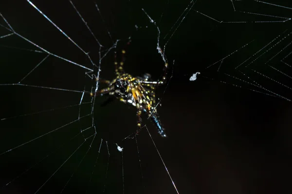 Spiny Orb Weaver Pavučině Přírodním Lese Skákající Druhy Pavouků Vyskytují — Stock fotografie