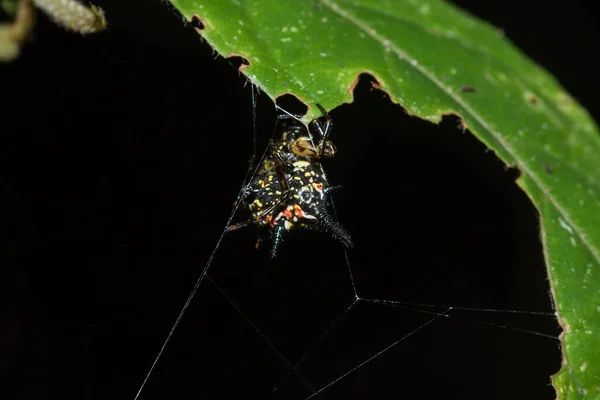 Spiny Orb Weaver Pavučině Přírodním Lese Skákající Druhy Pavouků Vyskytují — Stock fotografie