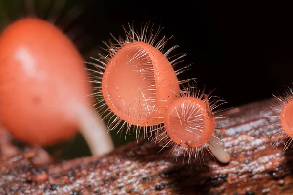 은죽은 통나무나 위에서 자란다 아스코타 Ascomycota Phylum Ascomycota 모양의 모자를 — 스톡 사진