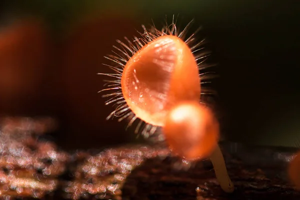 Coupe Champignons Prospère Sur Tronc Arbre Mort Dans Phylum Ascomycota — Photo
